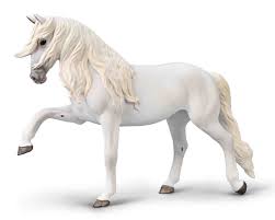 Lipizzaner Mare - Spanish Walk