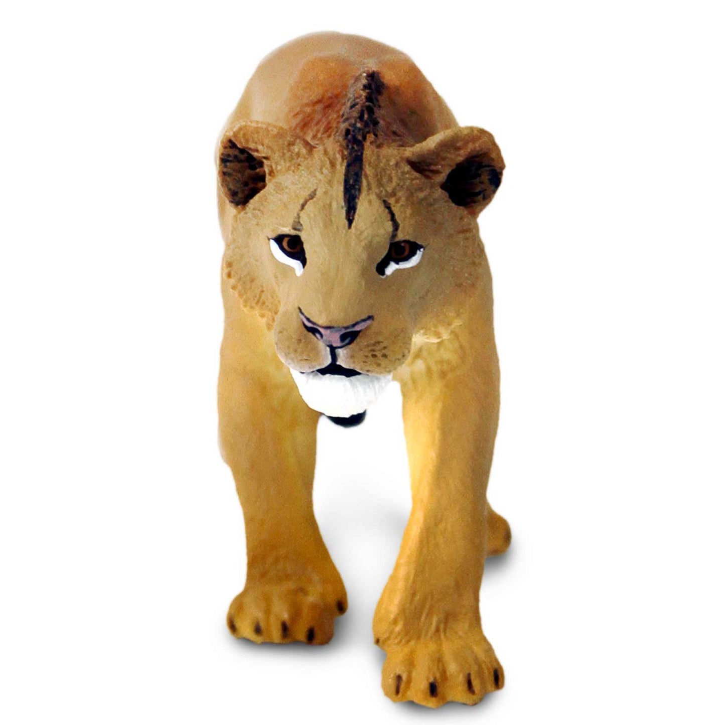 Adolescent Male Lion