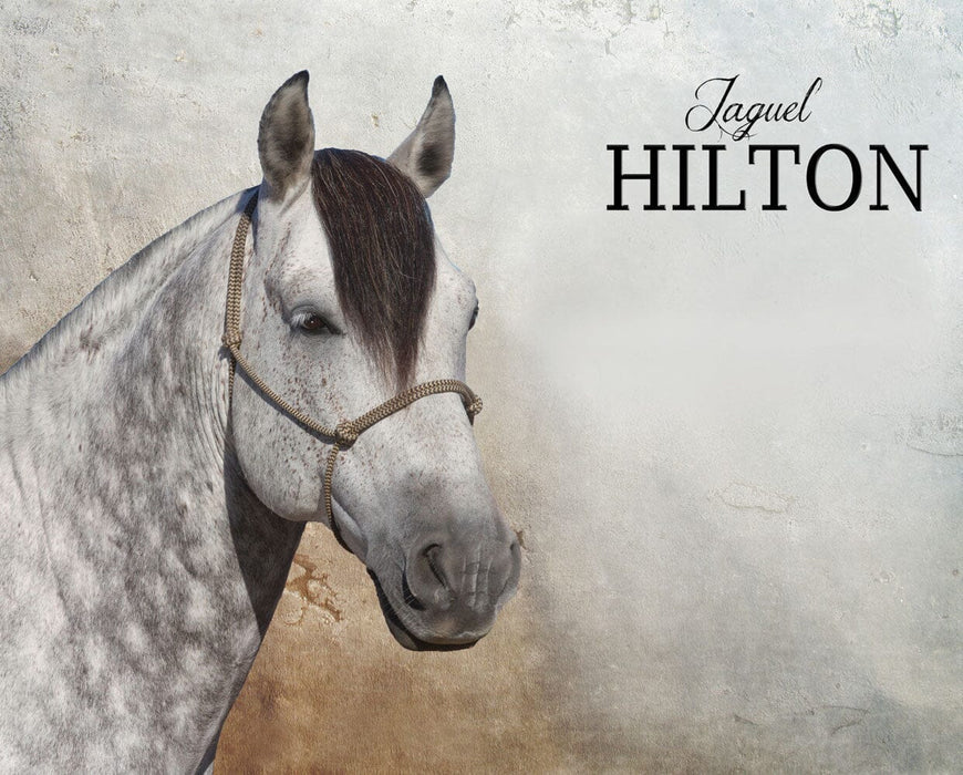 Jaguel Hilton Criollo Stallion 1/9