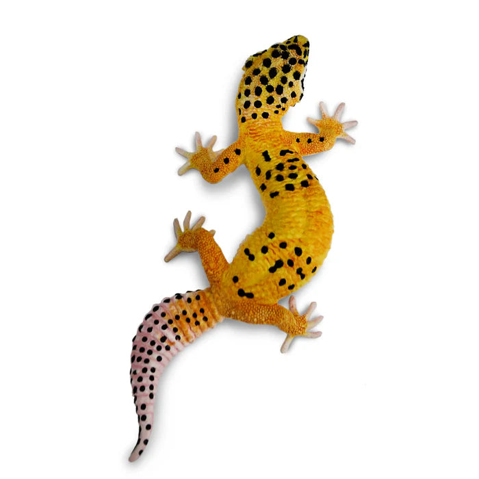 Leopard Gecko