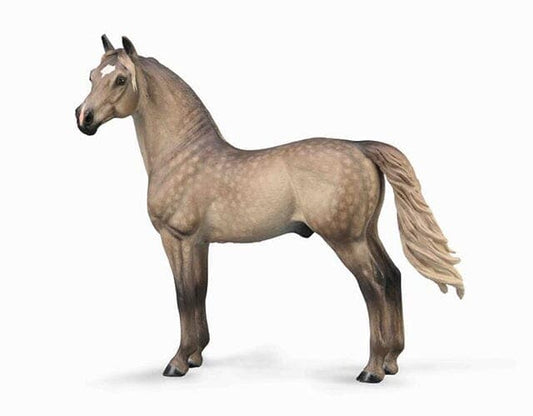 Morgan Stallion