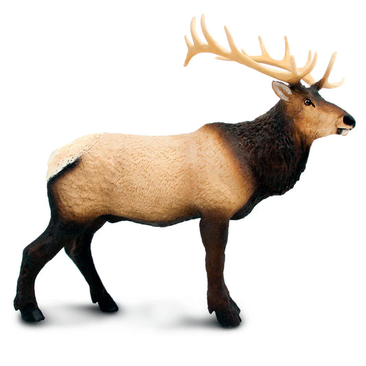 Elk