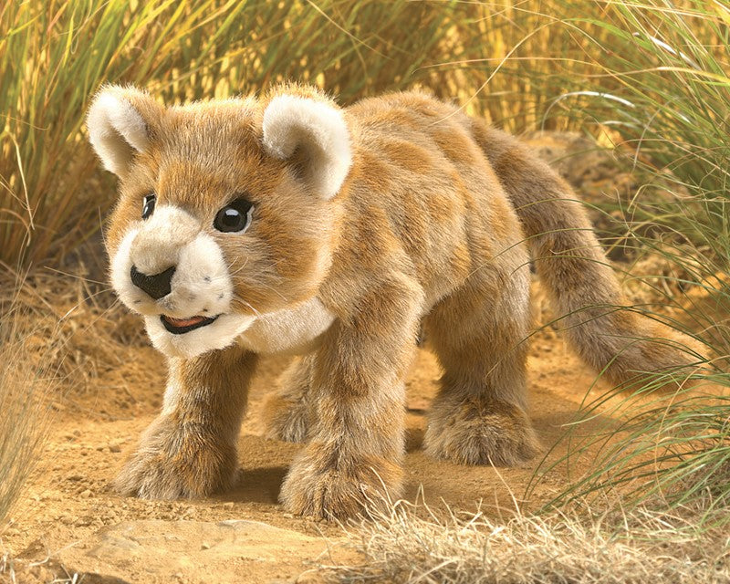African Lion Cub