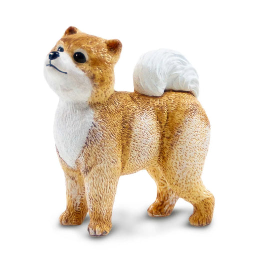 Pomeranian Dog
