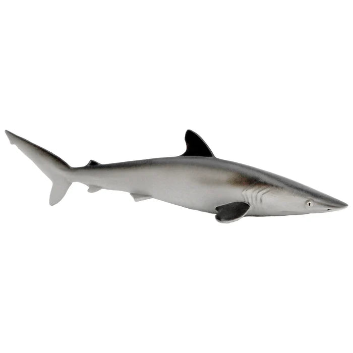Silky Shark