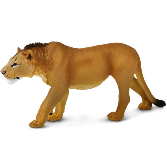 Adolescent Male Lion