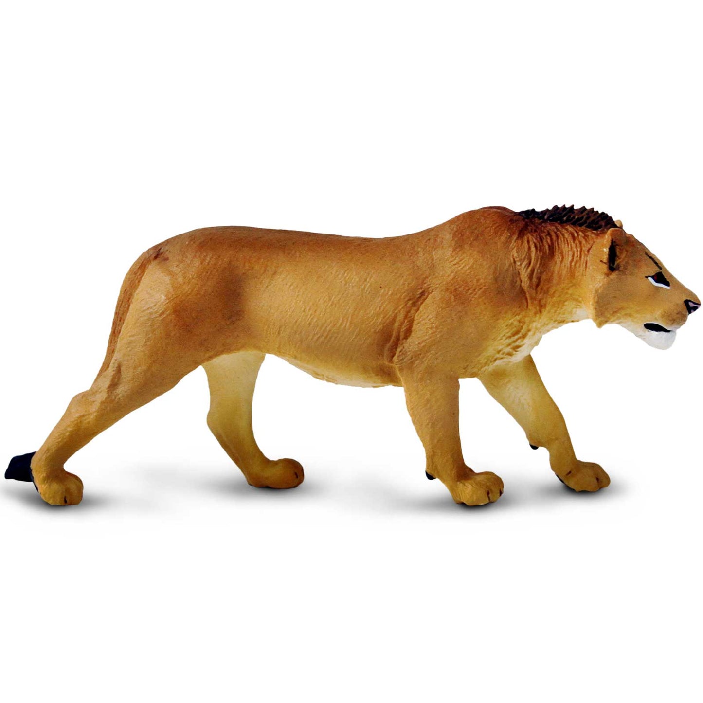 Adolescent Male Lion