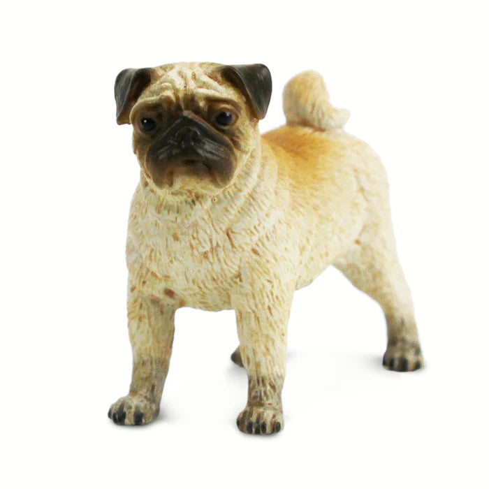 Pug