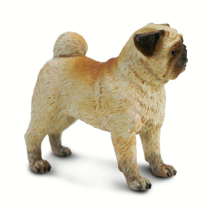 Pug