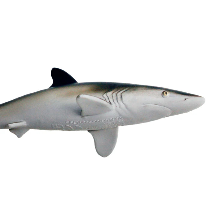Silky Shark