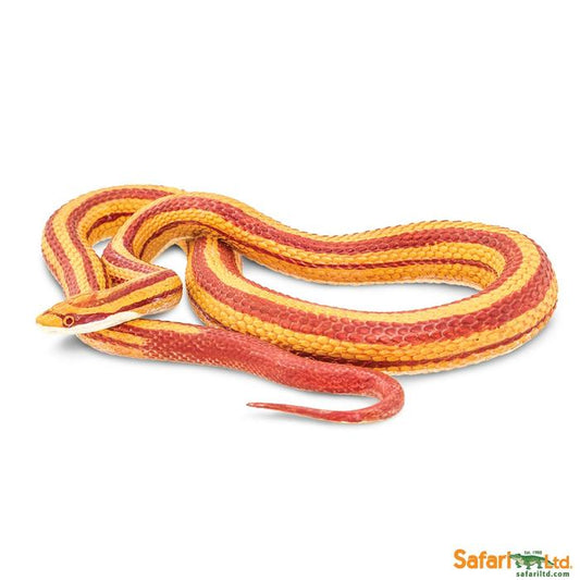 Corn Snake