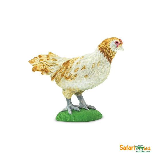Ameraucana Chicken