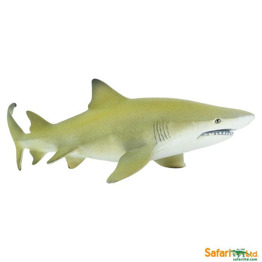 Lemon Shark