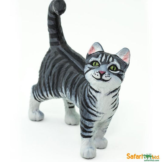 Gray Tabby Cat