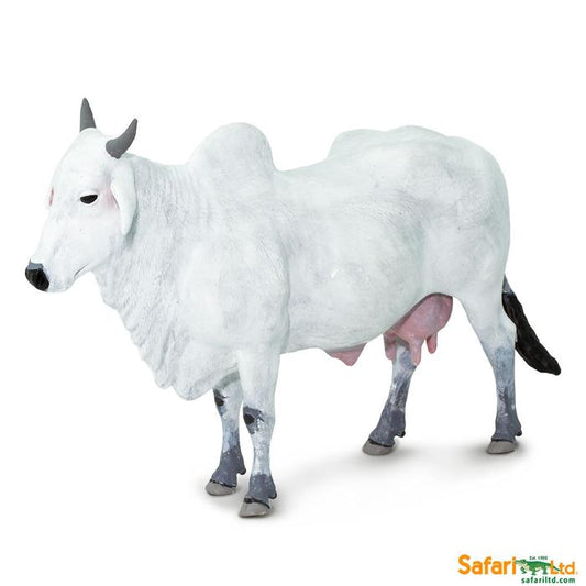 Ongole Cow