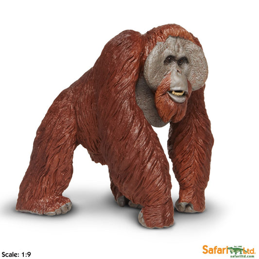 Bornean Orangutan