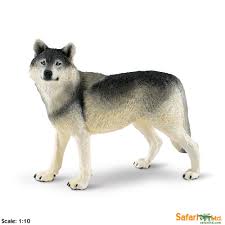 Gray Wolf