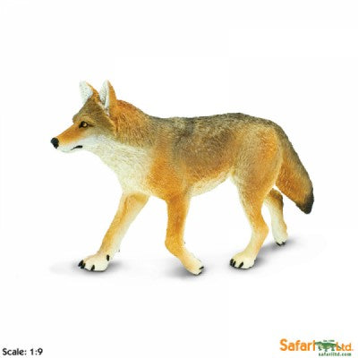 Coyote