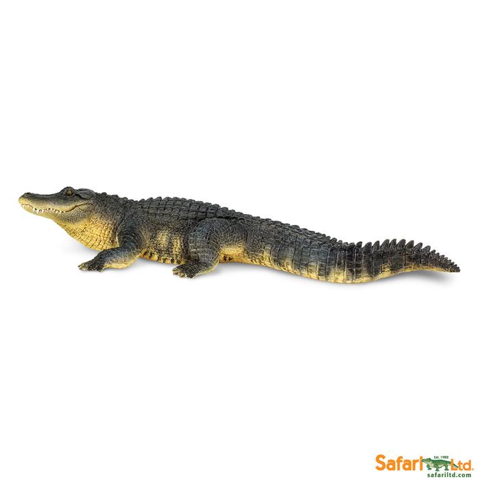 Alligator