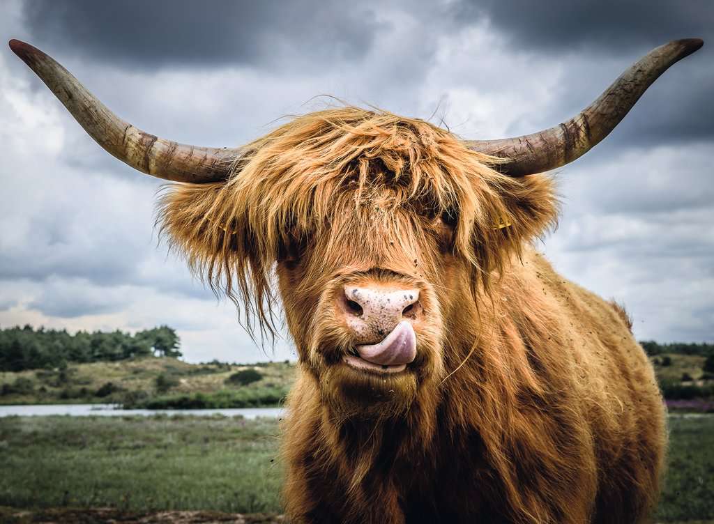 Highland Cattle 300pc
