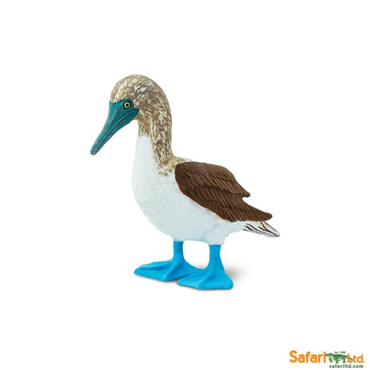 Blue Footed Booby