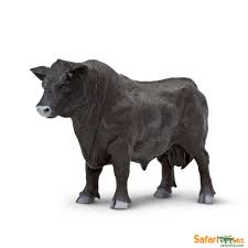 Angus Bull