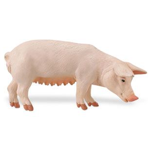 Sow