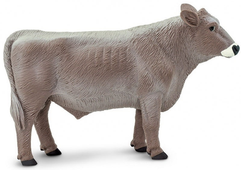 Brown Swiss Bull