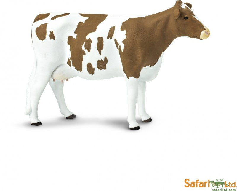 Ayrshire Cow