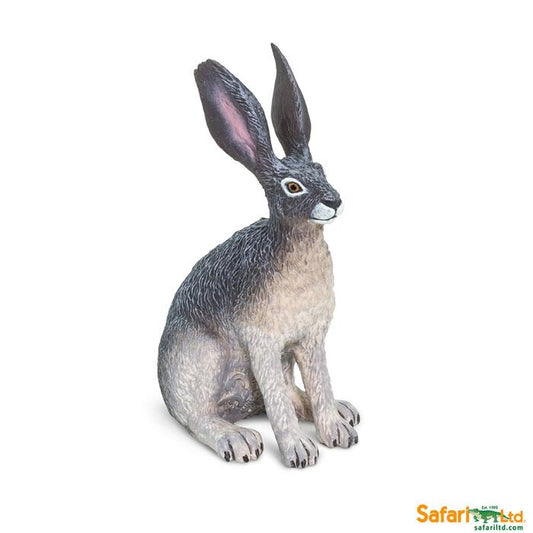 American Desert Hare