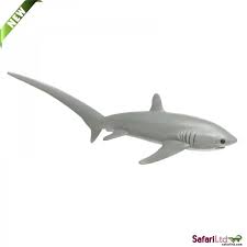 Thresher Shark