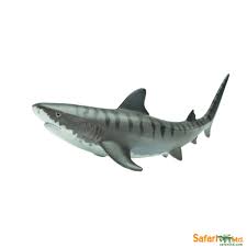 Tiger Shark