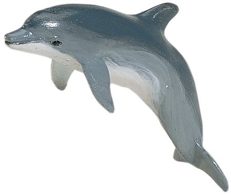 Bottlenose Dolphin Adult
