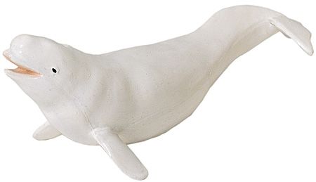 Beluga Whale Adult