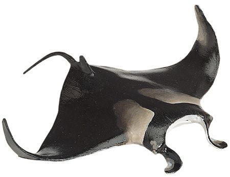 Manta Ray