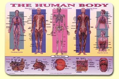 The Human Body Placemat