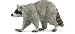 RACCOON