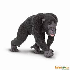 Chimpanzee