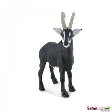 Sable Antelope