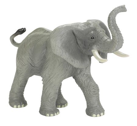 AFRICAN ADULT ELEPHANT TRUMPETING