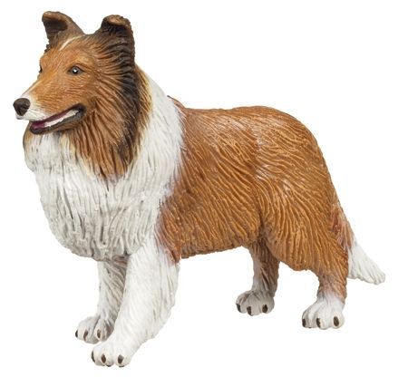 Collie