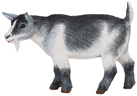 PYGMY NANNY GOATS