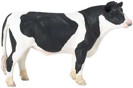 HOLSTEIN BULL