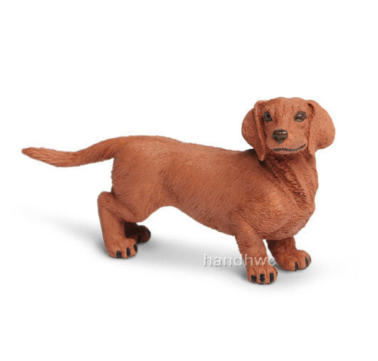 Dachshund