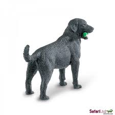 Black Labrador