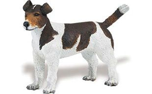 JACK RUSSEL TERRIER