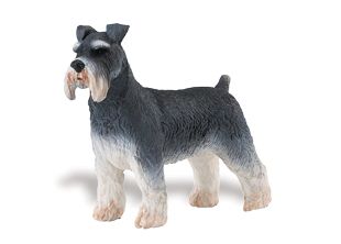 SCHNAUZER