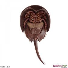 Horseshoe Crab
