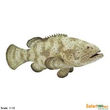 Goliath Grouper