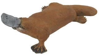 DUCK BILLED PLATYPUS